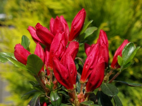 Azalia japońska (Rhododendron japonicum) Rubinstern